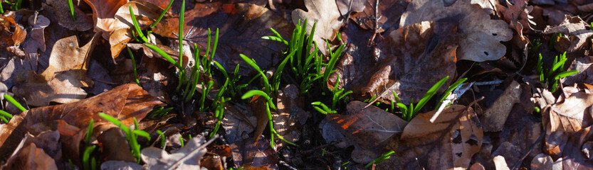 fresh sprouts sprout through leaf-covered ground spring nature new life growth habitat