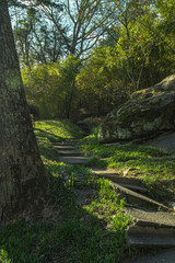 path in the forest