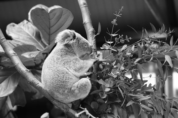 koala