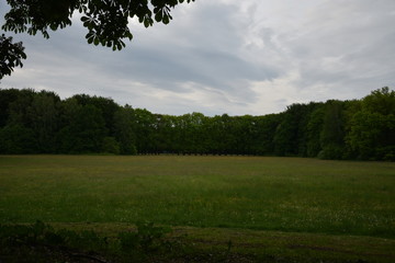 Fototapeta premium Die Lichtung