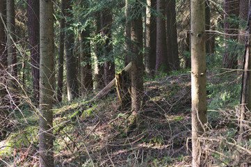 Out and about in the Black Forest