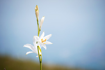 Lily lovely white flower of the family Liliaceae, italian Alps. Italy