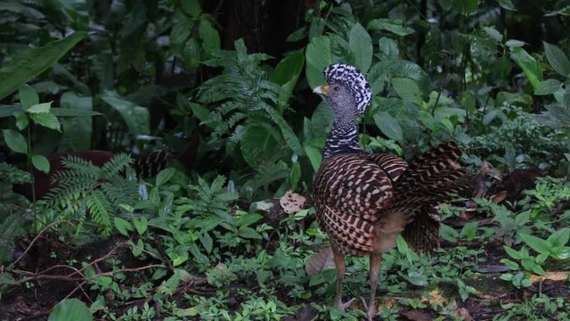 Great Currasow in Costa Rica Rainforest close to Arenal volcano