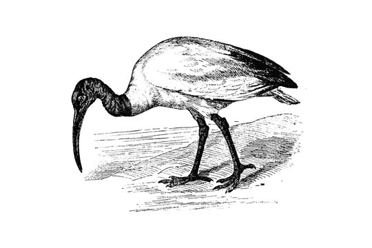 SACRED IBIS (Threskiornis aethiopicus) - Vintage Engraved Illustration 1889