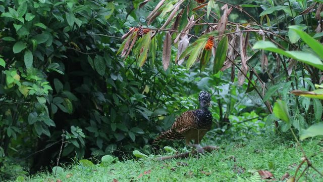 Great Currasow in Costa Rica Rainforest close to Arenal volcano