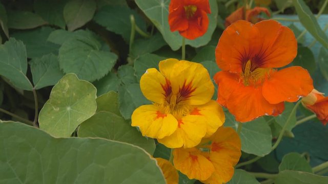 Violet decorative orange in garden