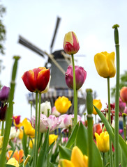 Tulips surrounding a windmill in the Netherlands.