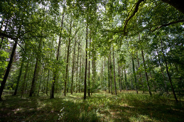 Fototapeta na wymiar forêt verte d'été