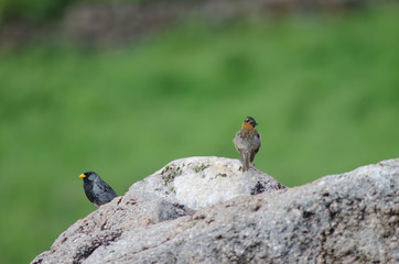 Band-tailed sierra finch and rufous-collared sparrow on a rock.
