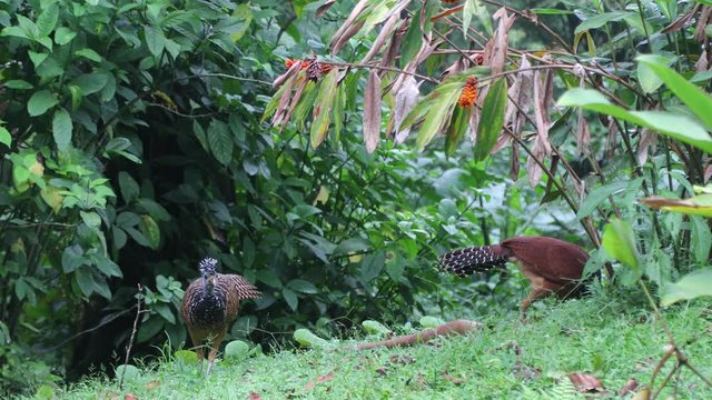 Great Currasow in Costa Rica Rainforest close to Arenal volcano