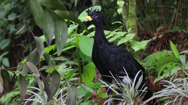 Great Currasow in Costa Rica Rainforest close to Arenal volcano