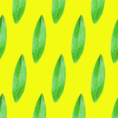 Fototapeta na wymiar leafes pattern, isolated leafes of tree vector