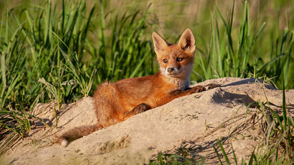 Calm red fox, vulpes vulpes, cub lying down on a sand near its den in spring nature at sunset. Cute young animal resting on the ground from side view.
