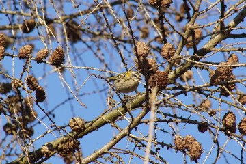 Ptak zniczek ,Zniczek ,ptak na drzewie ,ptak © LBanacki