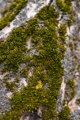 Green moss on walnut bark closeup. Stock photo of walnut tree bark and forest green moss.