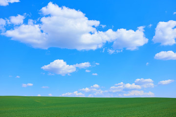 Fototapeta premium Green field and blue sky with a nice cloudscape.