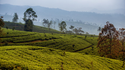 Obraz premium Tea Plantation
