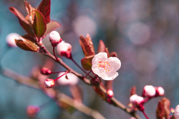 bright pink and white flowers on trees, blooming, spring landscape, beautiful background