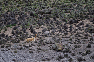 Vicuna Vicugna vicugna resting in Lauca National Park.