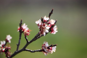 buds on trees in different colors, bloomed in an orchard, bees collect pollen
