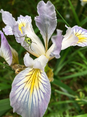 Close-up of green insect on purple and white orchid flower