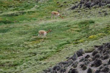 Vicunas Vicugna vicugna grazing in a meadow.