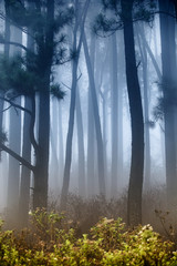 fog in the forest