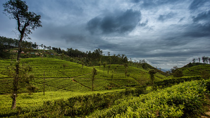 Fototapeta na wymiar landscape with tea plantation and cloudy sky