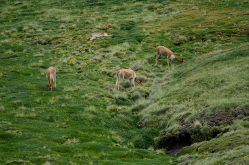 Vicunas Vicugna vicugna grazing in a meadow.