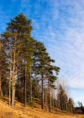 Nature concept. Pine forest against the background a blue sky with white clouds. Beautiful forest background. Landscape with high pine. Concept of outdoor recreation. Environmental conservation concep