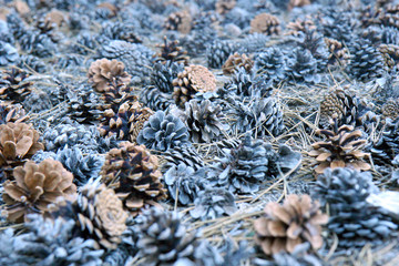 field full of pine cones , selective focus