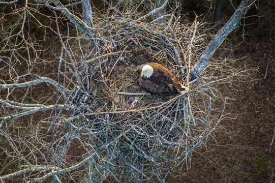 Bald Eagle In Her Nest