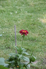 Die Blume