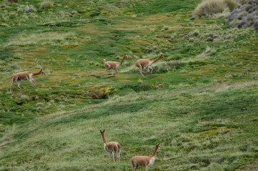 Vicunas Vicugna vicugna running in a meadow.
