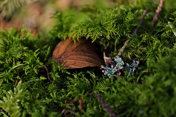 
Forget time in the Black Forest