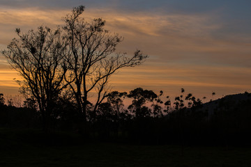 Fototapeta na wymiar tree at sunrise