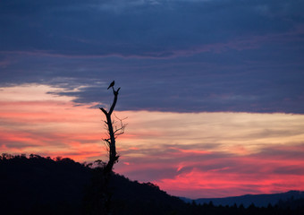 silhouette of a bird at sunrise