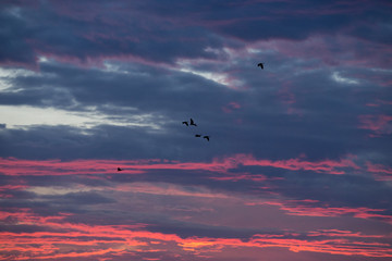 birds flying in the sky