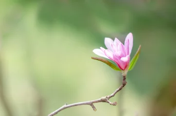 Foto op Canvas  A bud of blooming pink magnolia on a blurred background. Spring flower concept. Wallpaper. Copy space. © Анастасия Савченко