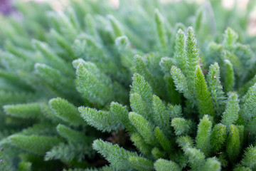 Young bush of yarrow, Achillea millefolium, medicinal plant, production of essential oil, use in liqueur products.