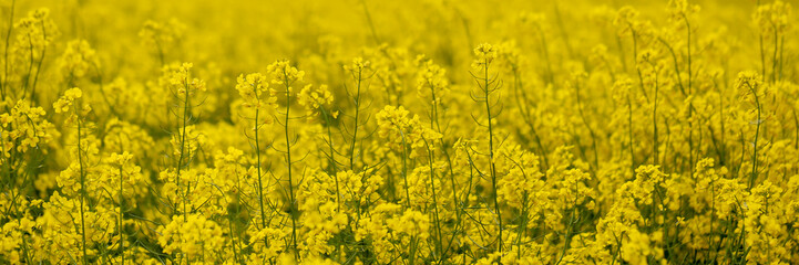 Obraz premium yellow rape field