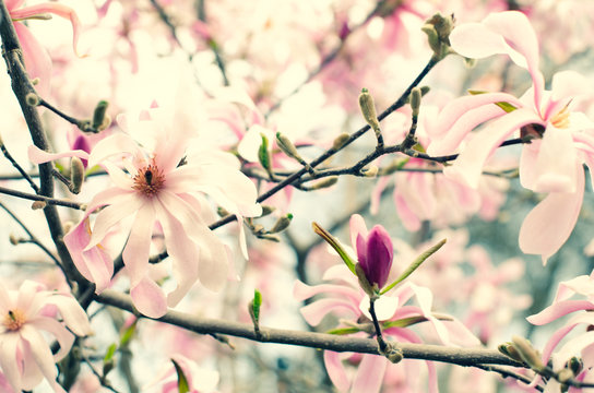  A bud of blooming pink magnolia on a blurred background. Spring flower concept. Wallpaper. Copy space.