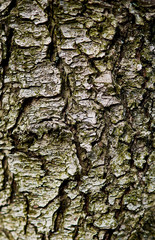 wood texture as background for designers