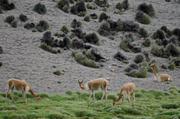 Vicunas Vicugna vicugna grazing in a meadow.