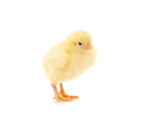 Small yellow chicken.