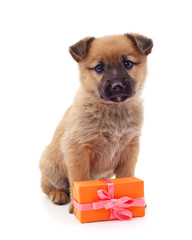 Obraz premium One little dog with a gift.