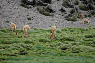 Vicunas Vicugna vicugna grazing in a meadow. © Víctor