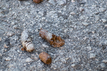 Dog shit close up on asphalt with blurred background.