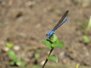 dragonfly on the grass