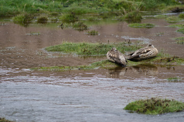 Andean crested ducks Lophonetta specularioides alticola in the Lauca River.